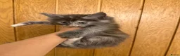 Maine Coon cats for sale: GCCF and TICA  Main Coone Kittens  - Advert 8