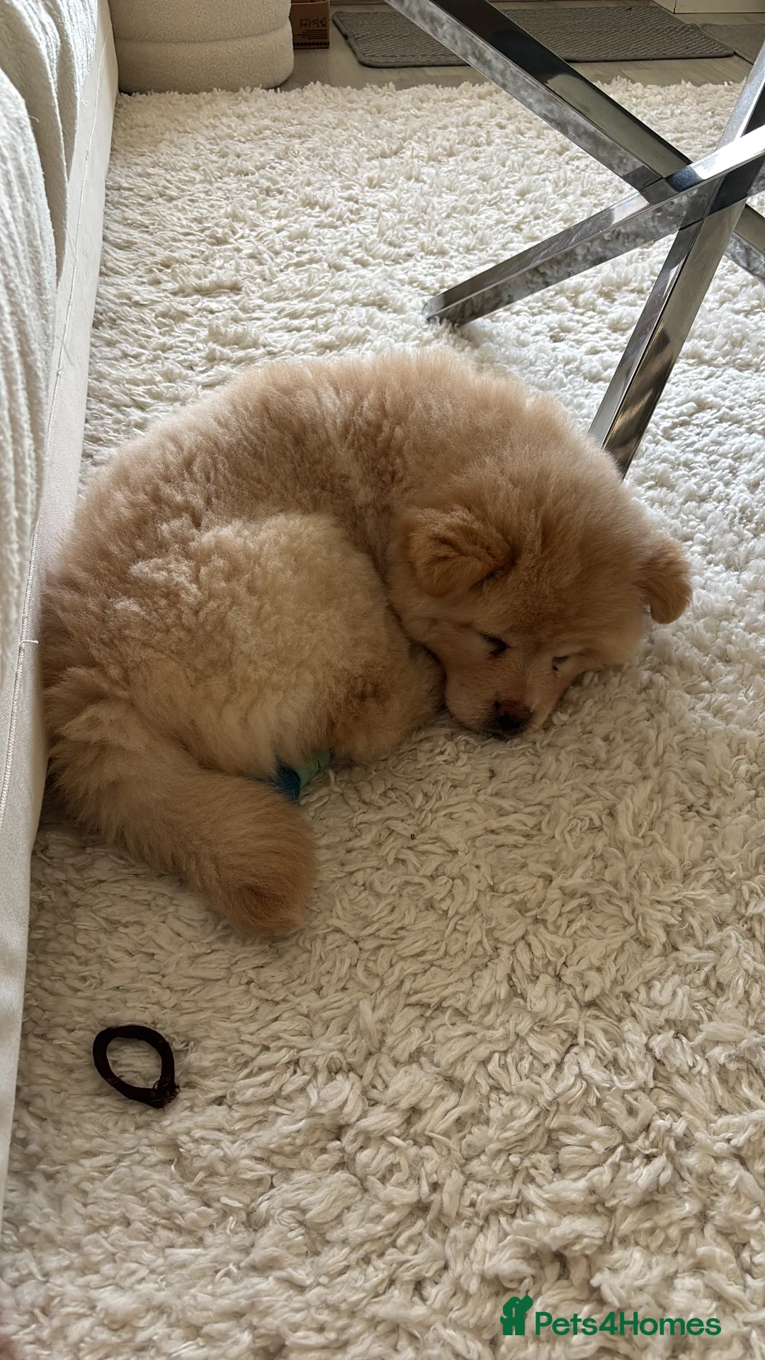 Mixed Breed dogs for sale: Stunning Chowsky puppy  - Advert 4