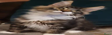 Maine Coon 1