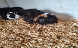 Guinea Pig rodents for sale: Female guinea pigs, various ages - Image 11