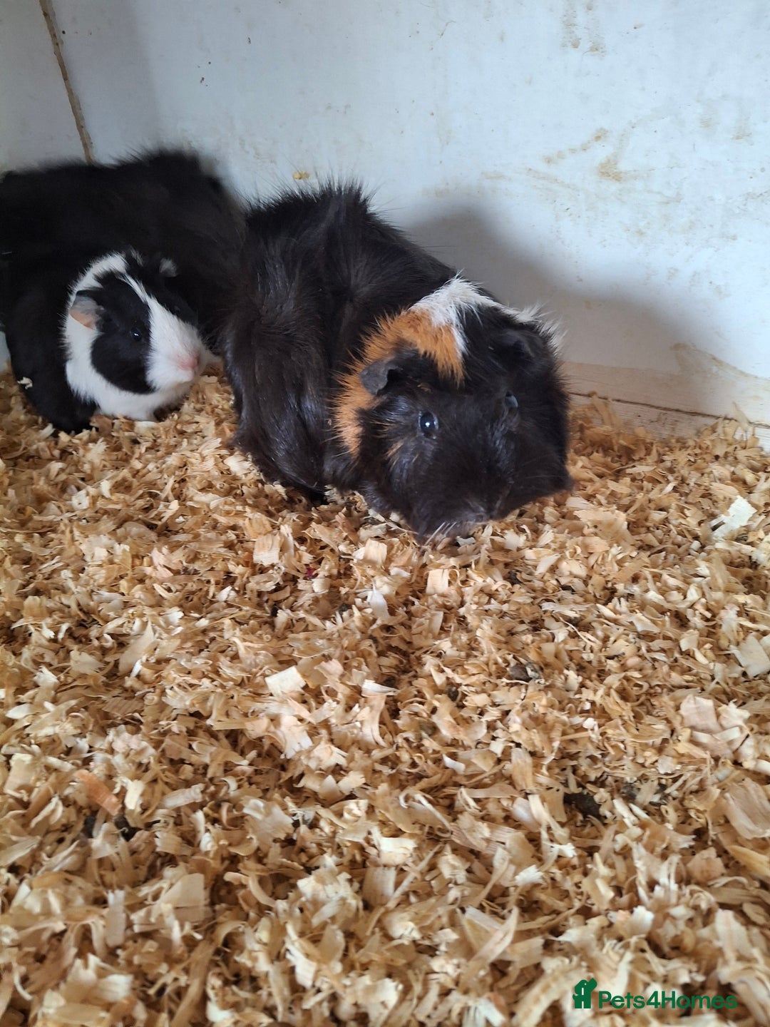 Guinea Pig rodents for sale: Female guinea pigs, various ages - Image 11