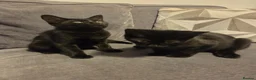 Mixed Breed cats for sale: Selling as pairs only in London - Advert 4