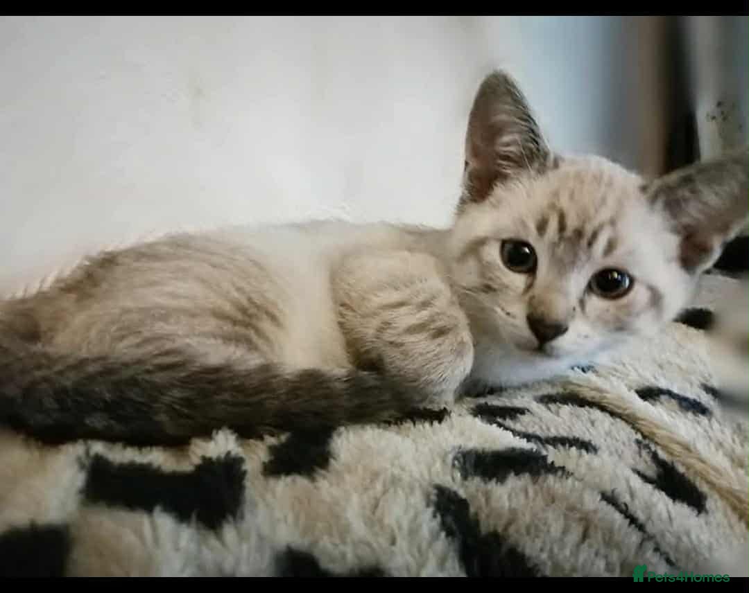 Bengal cats EXCEPTIONAL SNOW KITTENS WITH BRIGHT BLUE EYES - Advert 12