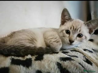 Bengal cats EXCEPTIONAL SNOW KITTENS WITH BRIGHT BLUE EYES - Advert 11