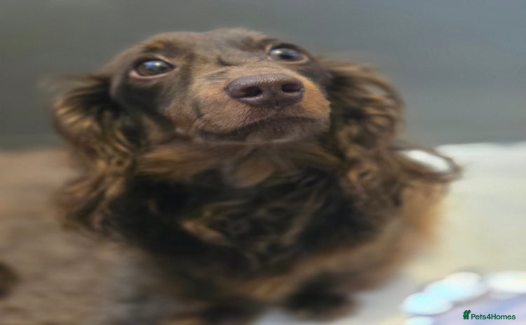 Miniature Dachshund dogs 2yr old chocolate and tan long haired MINI girl  - Advert 4