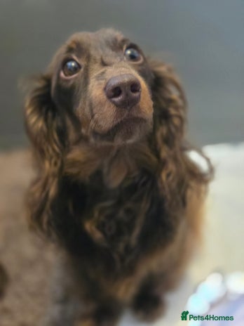 Miniature Dachshund dogs 2yr old chocolate and tan long haired MINI girl - Advert 4