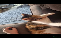 Mixed Breed cats for sale: Female cat - Image 4