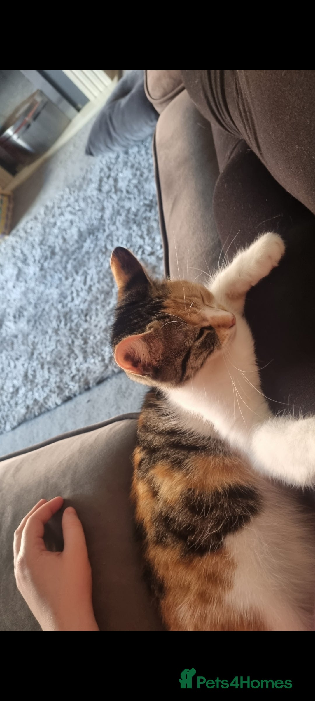 Mixed Breed cats for sale: Female cat - Image 4