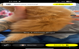 Maine Coon cats for sale: Beautiful Maine coon kittens 07396998601 - Image 4
