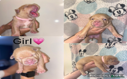 Mixed Breed dogs for sale: 🐶Staffy x Belgian Malinois puppies🐶 - Image 1