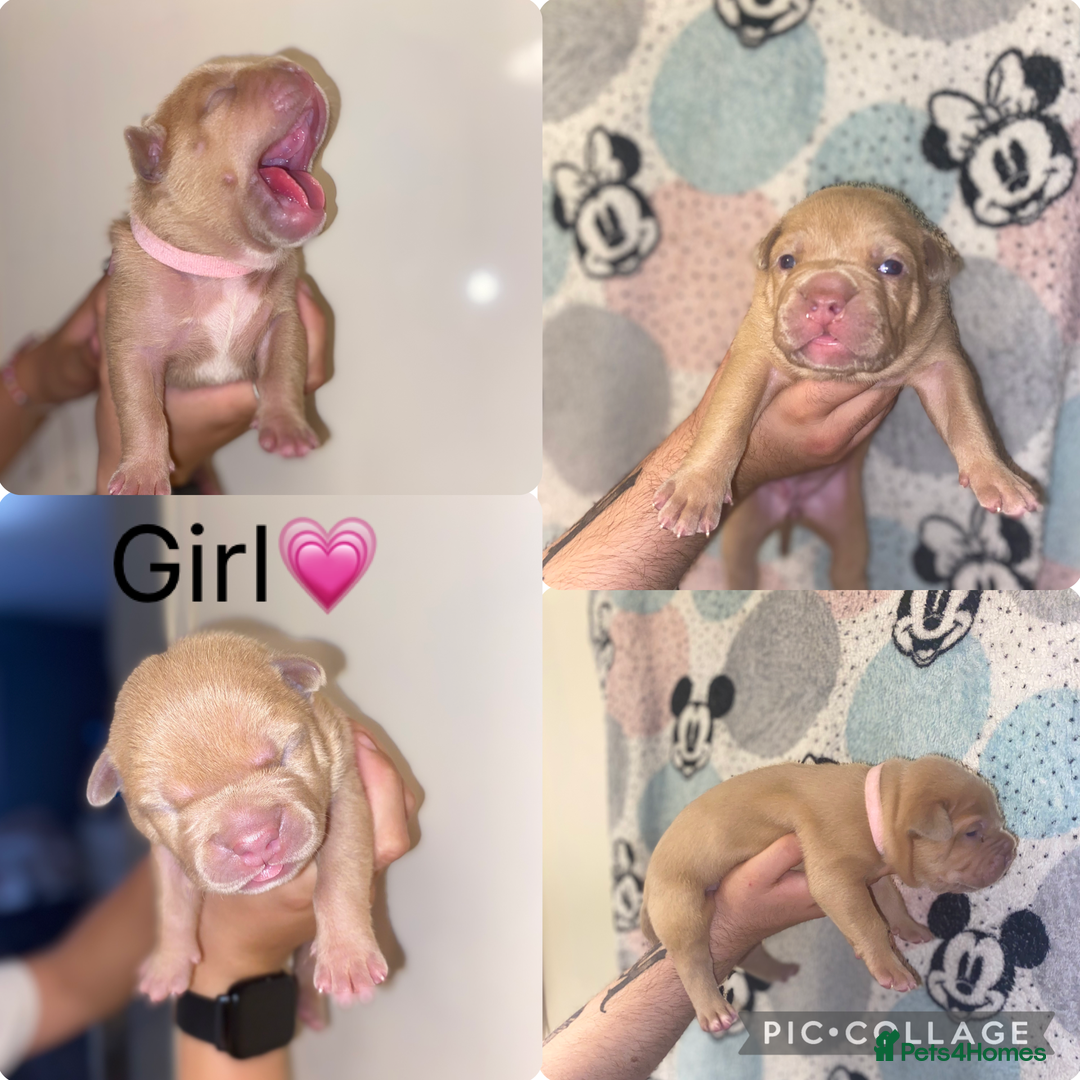 Mixed Breed dogs for sale: 🐶Staffy x Belgian Malinois puppies🐶 - Image 1