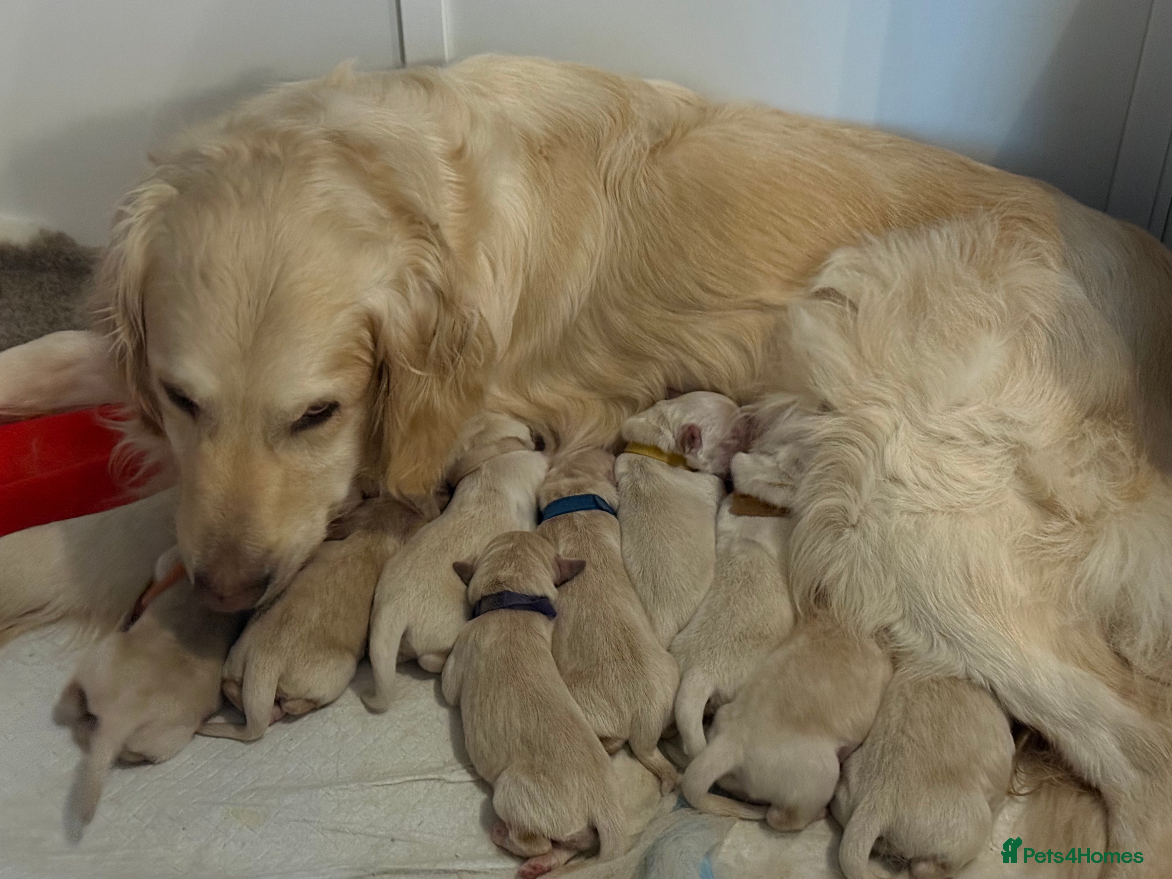 Golden Retriever dogs ELITE 5 GENERATION KC REG GOLDEN RETRIEVER PUPPIES - Advert 1