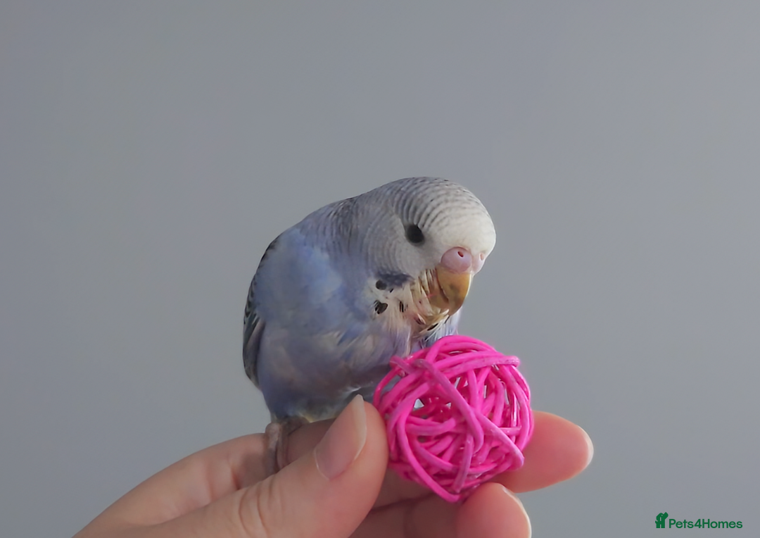 Budgerigars birds for sale: Hand reared silly tame baby budgies  - Image 2