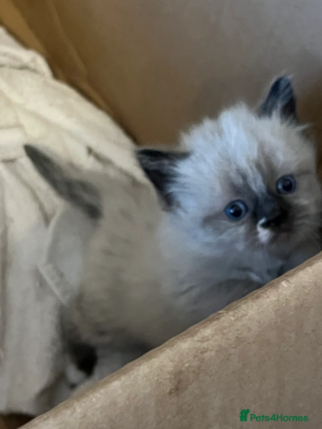 Ragdoll cats for sale: Ragdoll Kittens, ready to leave at 8 weeks  - Advert 3