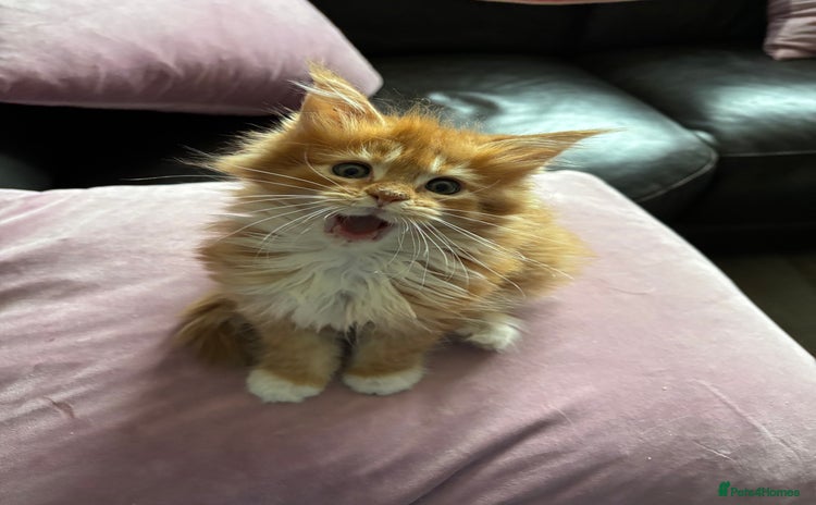Maine Coon cats - Advert 15
