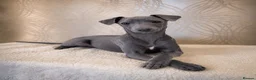 Italian Greyhound dogs for sale: Blue italian whippet ready now  - Advert 2