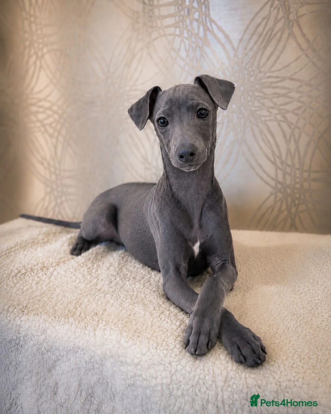 Italian Greyhound dogs for sale: Blue italian whippet ready now  - Advert 2