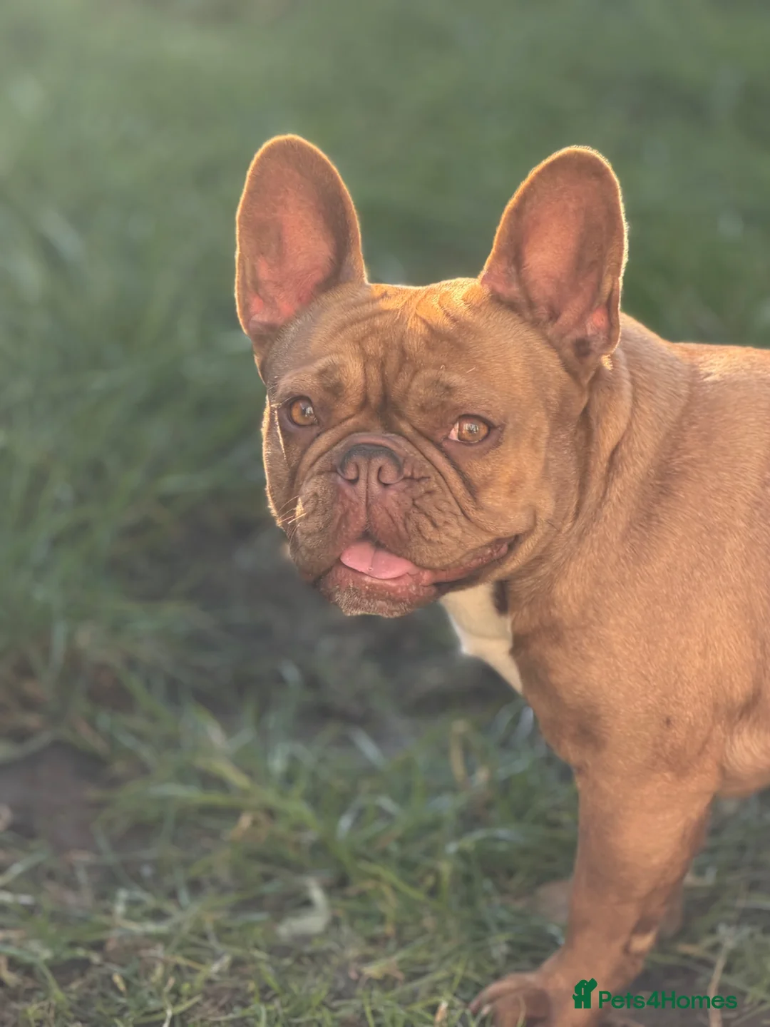 French Bulldog dogs for sale: Male frenchie looking for forever home  - Advert 6