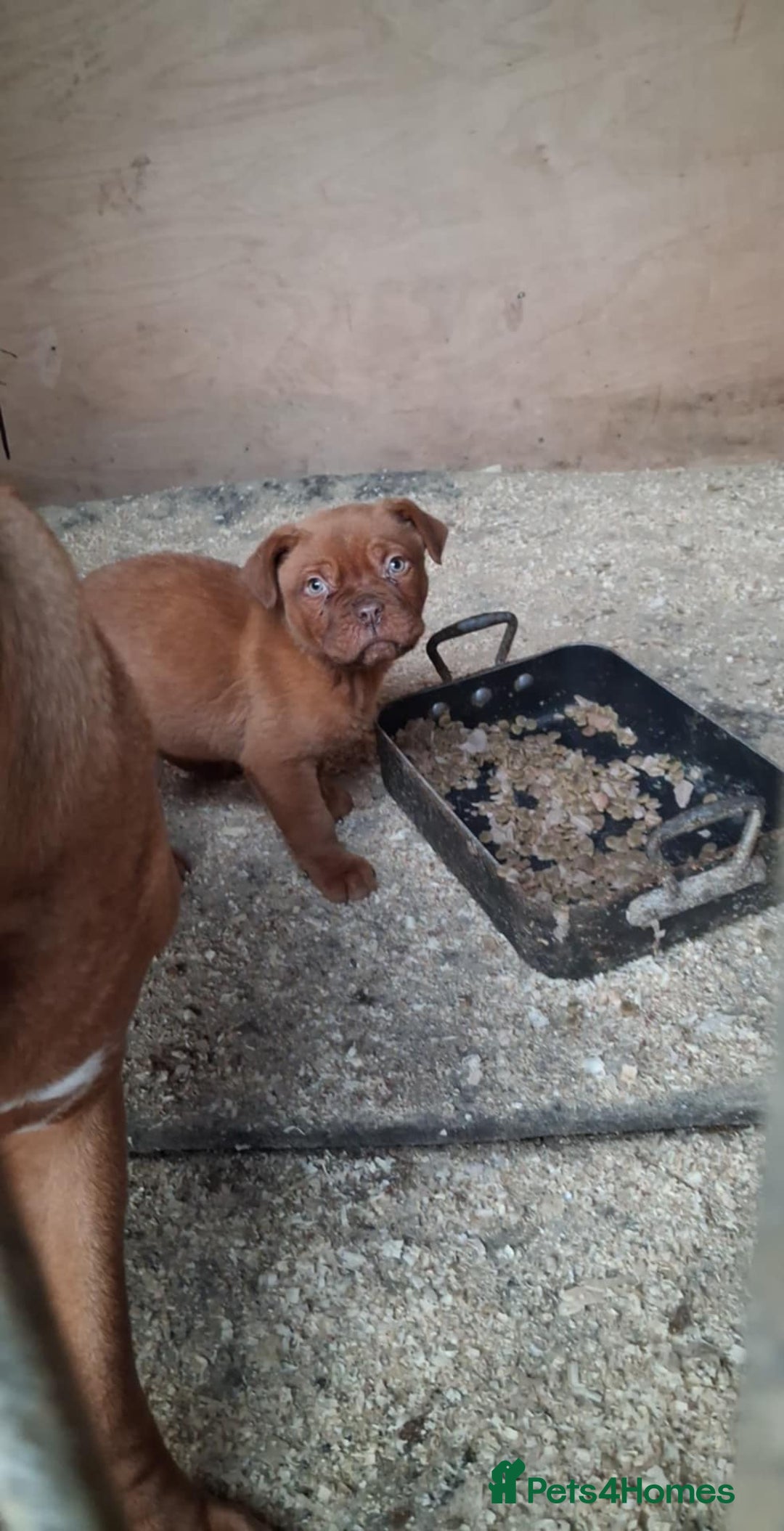 Dogue De Bordeaux dogs for sale: Dogue de bordeaux puppy - Advert 5
