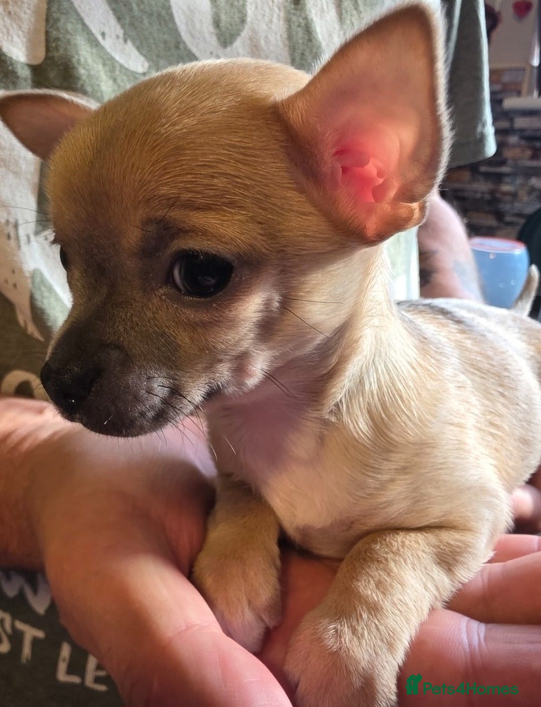 Chihuahua dogs for sale: 2 Chihuahua puppies left,ready now - Image 3
