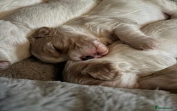 Cavapoochon dogs for sale: ⭐️1 CAVAPOOCHON in Cheshire (KC DAD) ready now✅ - Image 12
