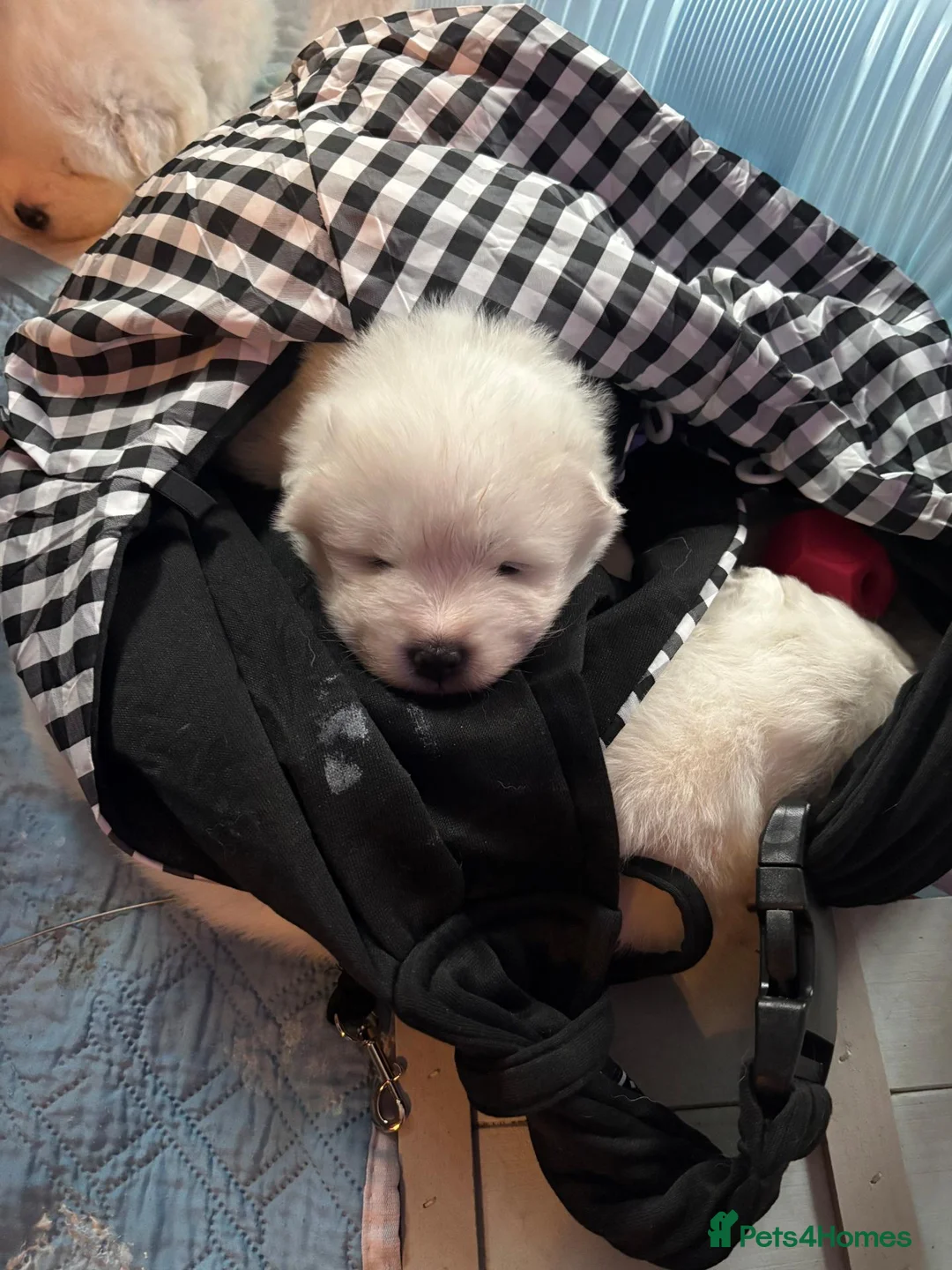 Samoyed dogs for sale: KC 5th gen. stunning Samoyeds in Beverley - Advert 9