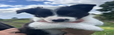 Border Collie 1