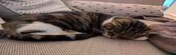 Domestic Shorthair cats for sale: Tabby and white older domestic female cat  - Advert 1