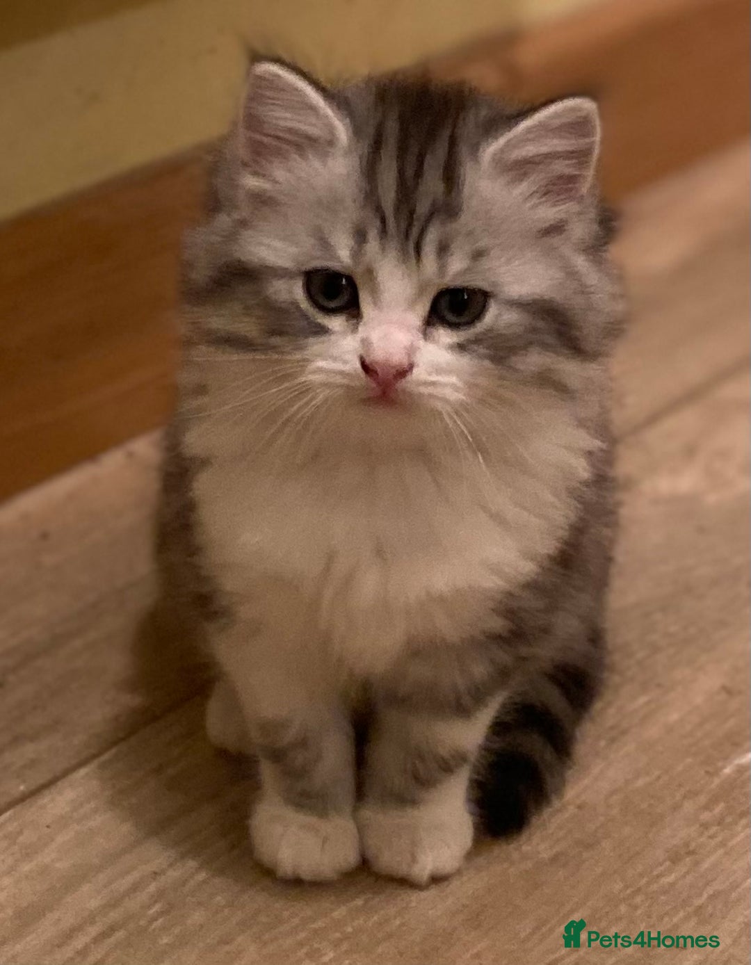 Mixed Breed cats for sale: Beautiful grey fluffy tabby kittens  - Advert 12
