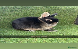 Netherland Dwarf rabbits for sale: Pure Netherland dwarfs  - Image 1