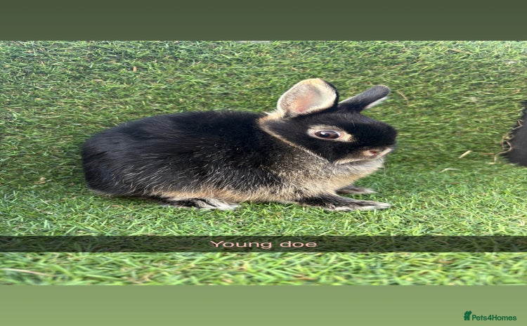 Netherland Dwarf rabbits - Advert 2