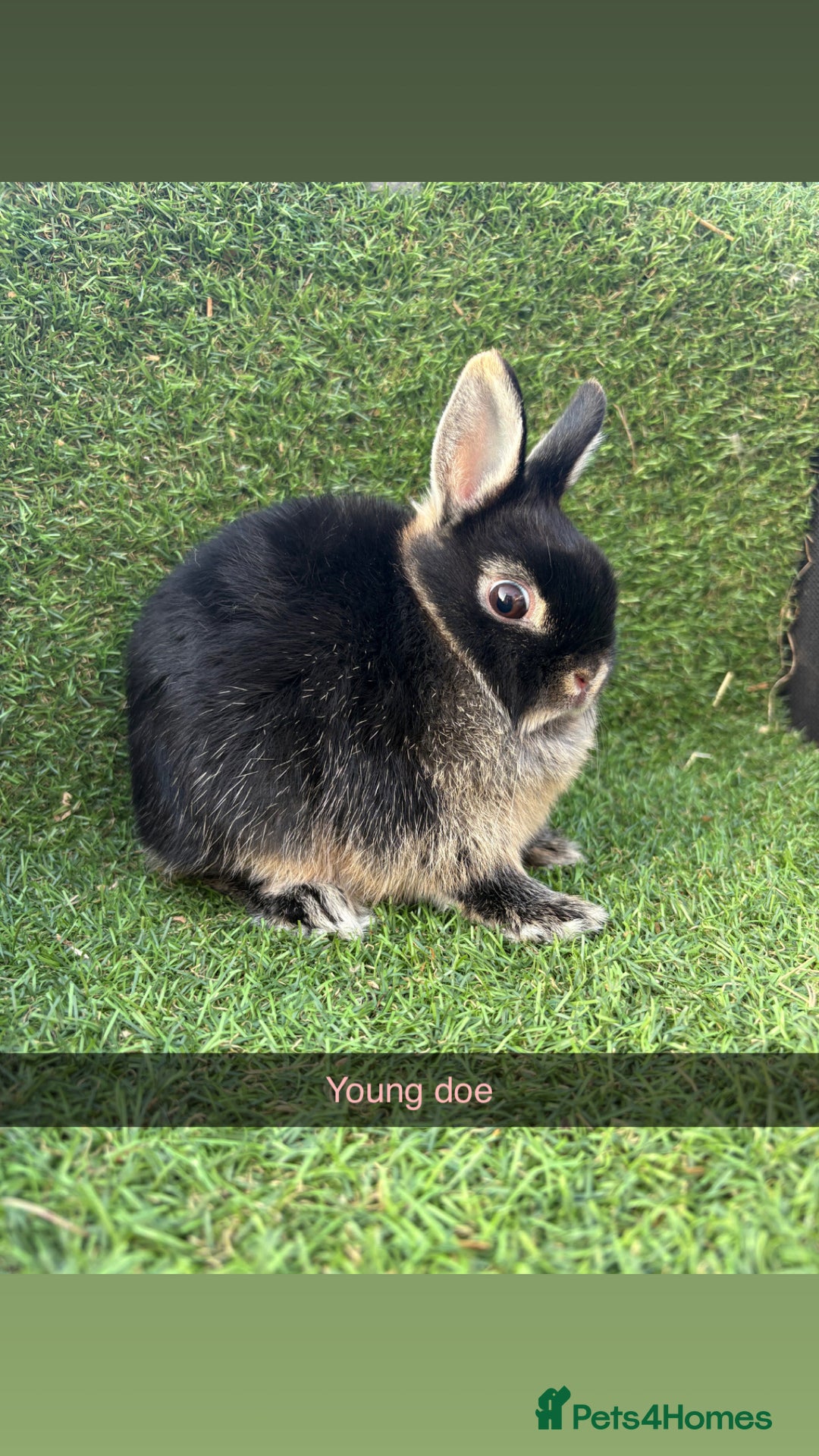 Netherland Dwarf rabbits for sale: Pure Netherland dwarfs  - Image 1