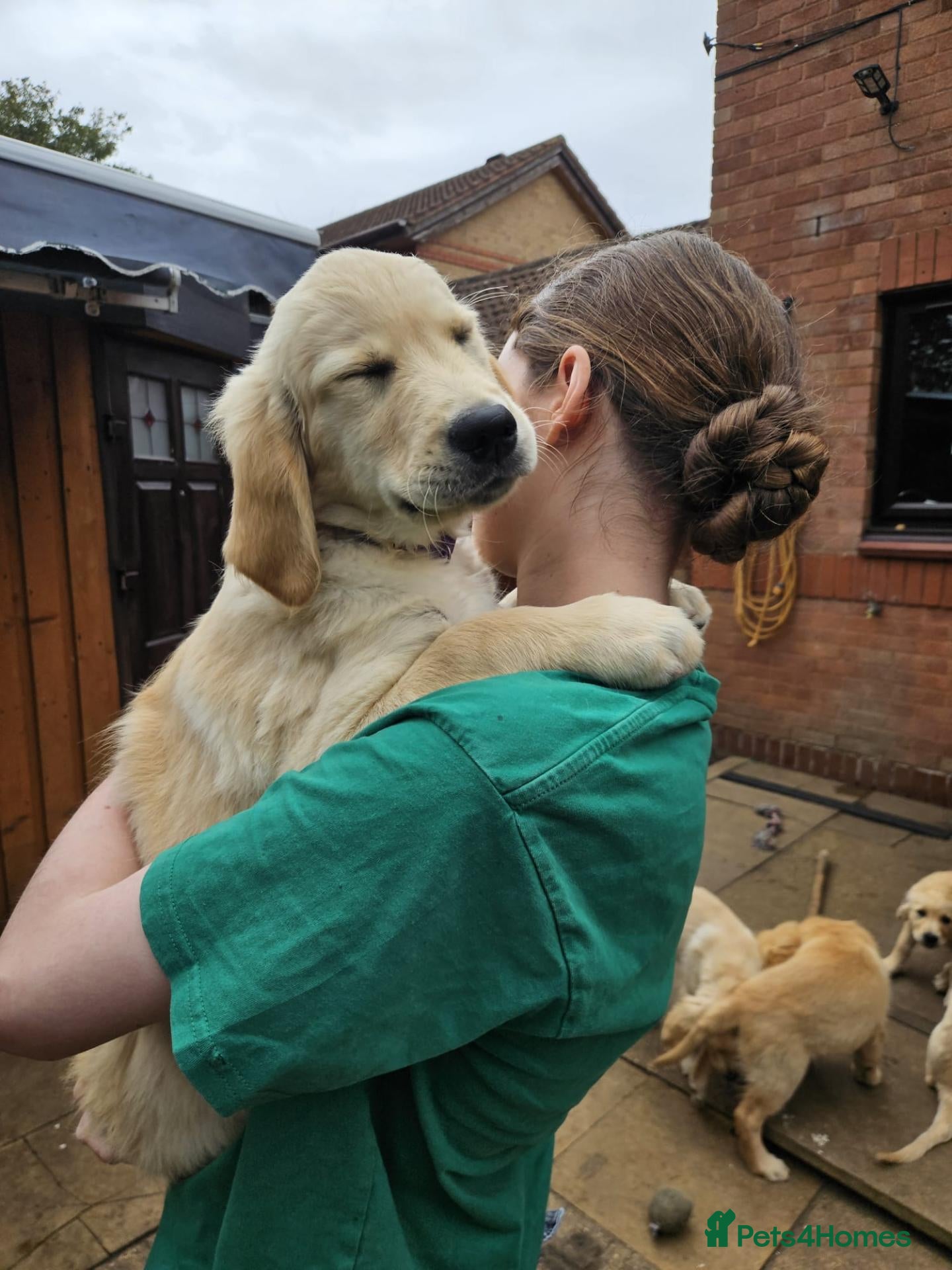 Golden Retriever dogs 1 BOY PUPPIES LEFT Beautiful Golden Retriever - Advert 2