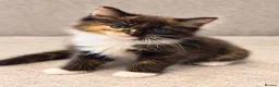 Ragdoll cats for sale: 3/4 Ragdoll Kittens - all long haired beauties  - Advert 10