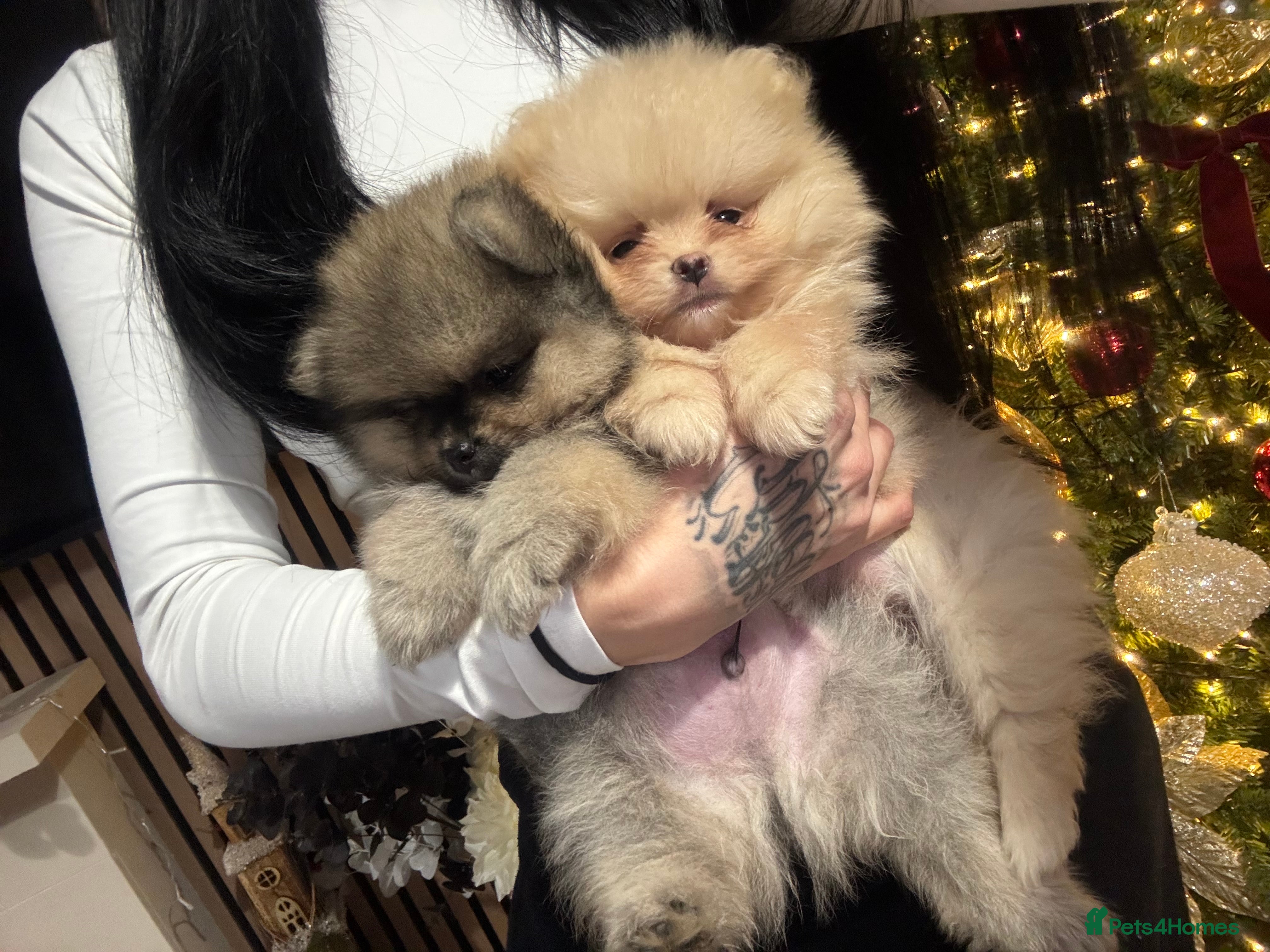 Pomeranian dogs 2 TEDDY KC POMERANIANS LEFT 🐶 - Advert 7