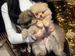 Pomeranian dogs 2 TEDDY KC POMERANIANS LEFT 🐶 - Advert 7