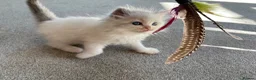 Ragdoll cats for sale: Pedigree Ragdoll babies Ready now - Advert 8