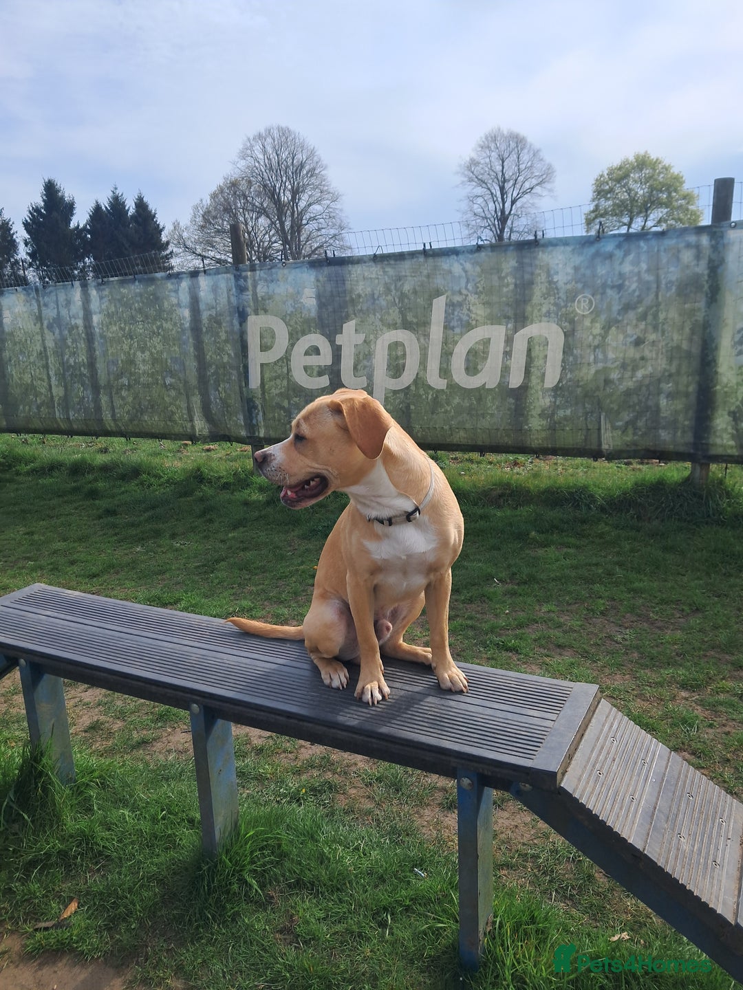Mixed Breed dogs for sale: Arlo the French cockapoo - Image 21