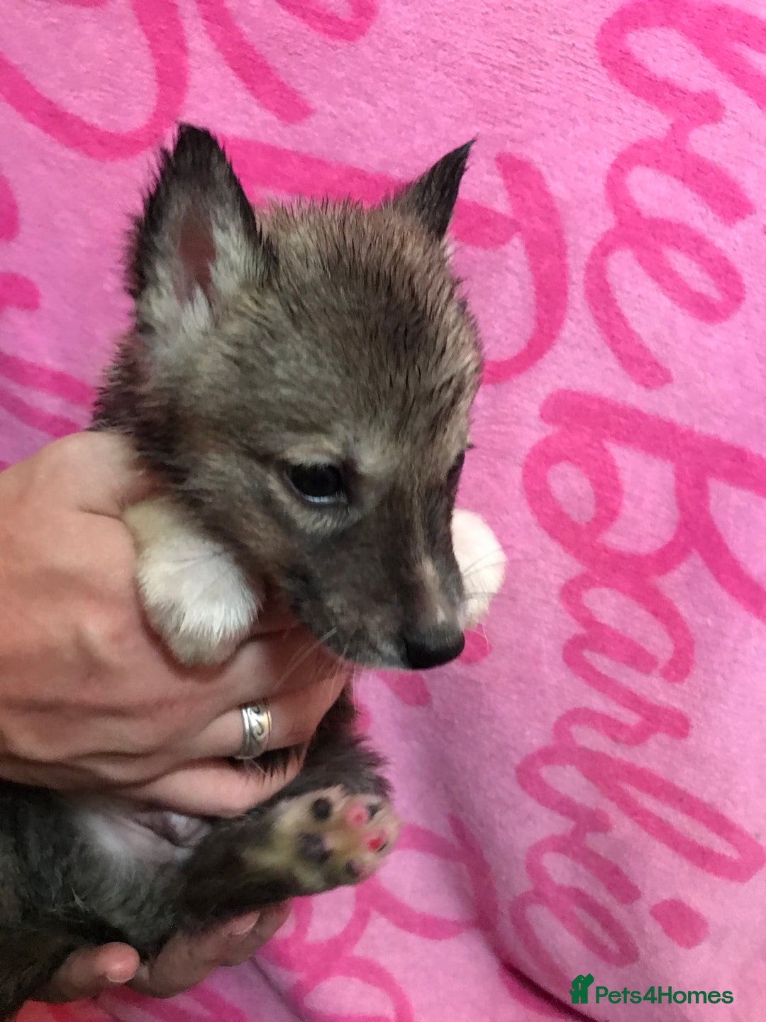 Huskita dogs for sale: Huskita pups  - Image 7