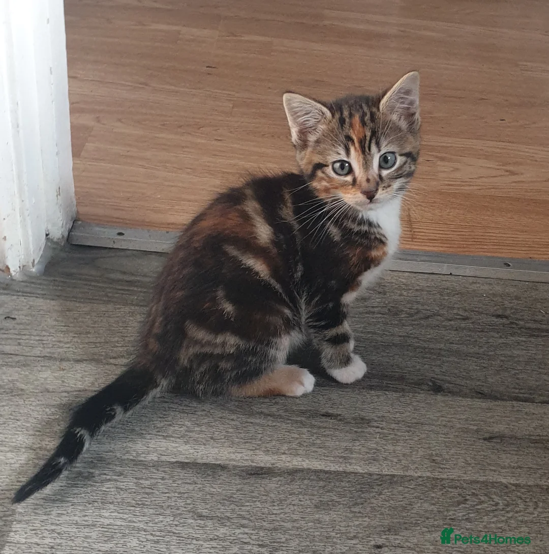 British Shorthair cats for sale: Stunning male available now! - Advert 3