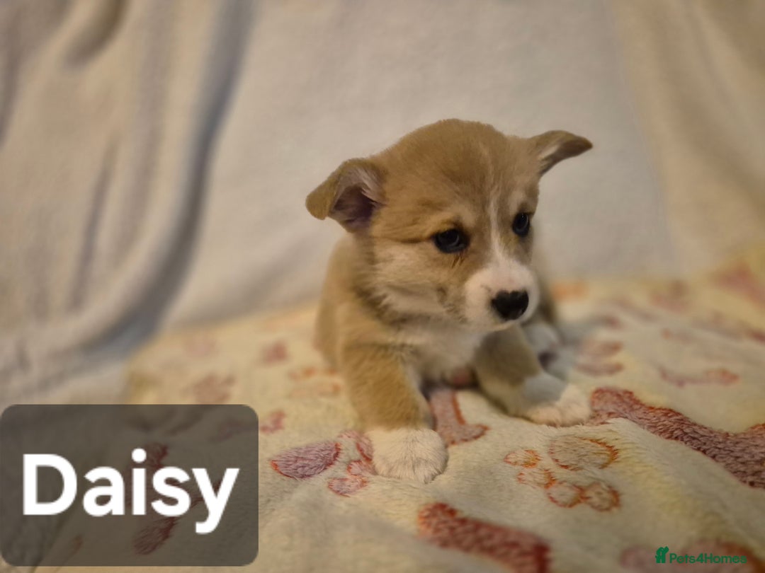 Welsh Corgi Pembroke dogs for sale: 8 Pembroke corgi puppy's - Advert 26