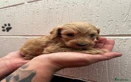 Schnoodle dogs for sale: Beautiful Schnoodle puppys - Image 12