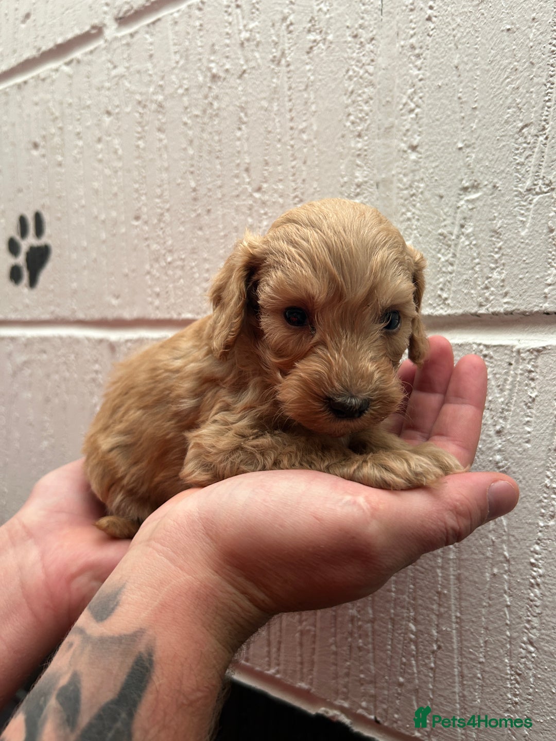 Schnoodle dogs for sale: Beautiful Schnoodle puppys - Image 12