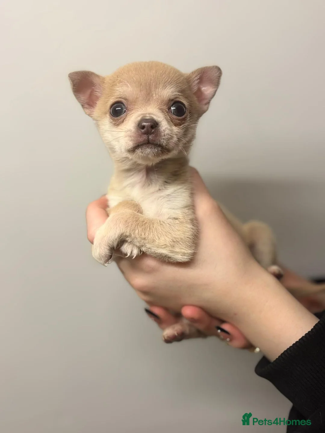 Chihuahua dogs for sale: Female  - Advert 2