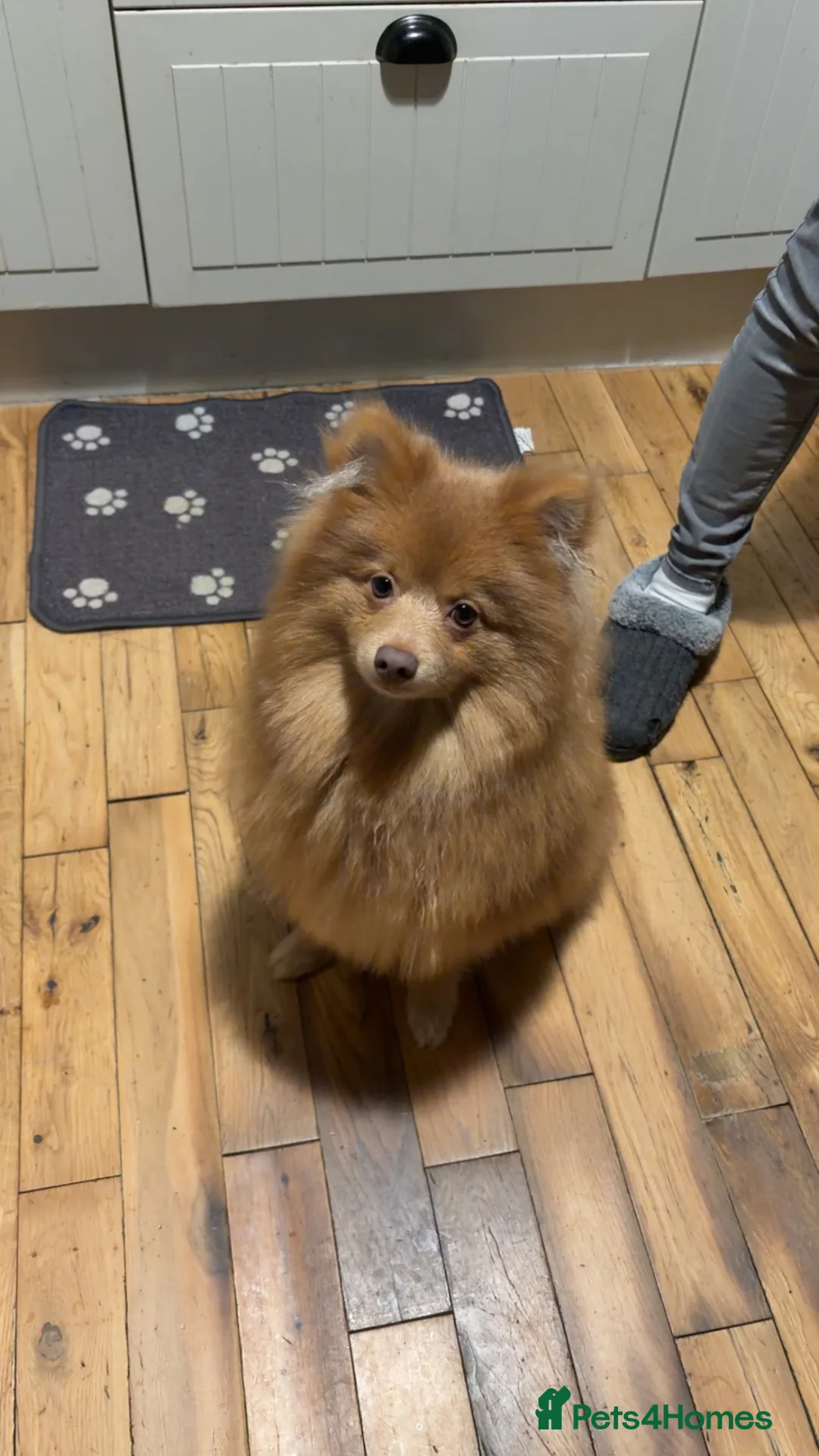 Pomeranian dogs for sale: Playful Pomeranian Pablo  in Bradford - Advert 5