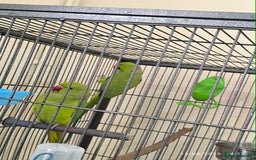 Parrots birds for sale: Green parrots for sale in London in Barnet - Image 1