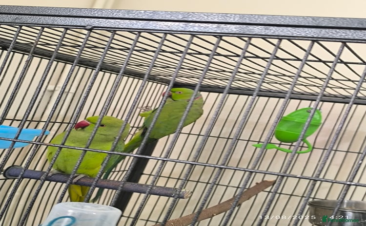 Parrots birds - Advert 1