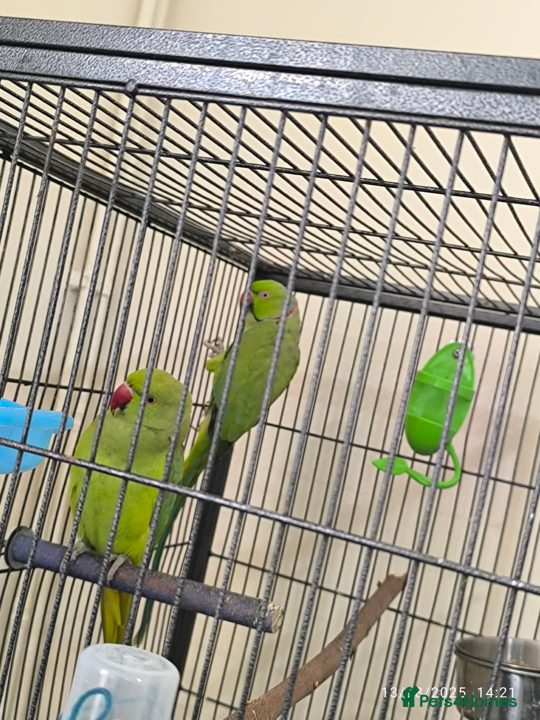 Parrots birds for sale: Green parrots for sale in London in Barnet - Image 1