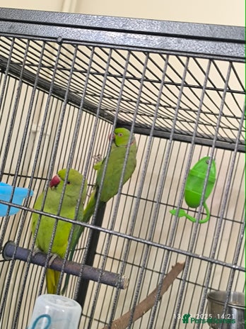 Parrots birds - Advert 1
