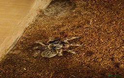 Tarantulas invertebrates for sale: Rear horned baboon - Advert 1
